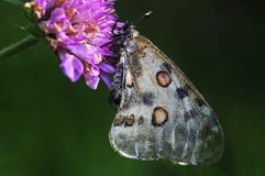 Apollofalter - Zum Vergroessern klicken!